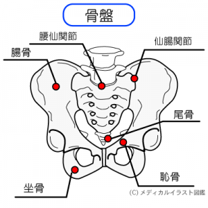 座ると尾てい骨が痛むのはなぜ 神戸 垂水で整体院をお探しなら理学療法士が施術する りはの樹 へ